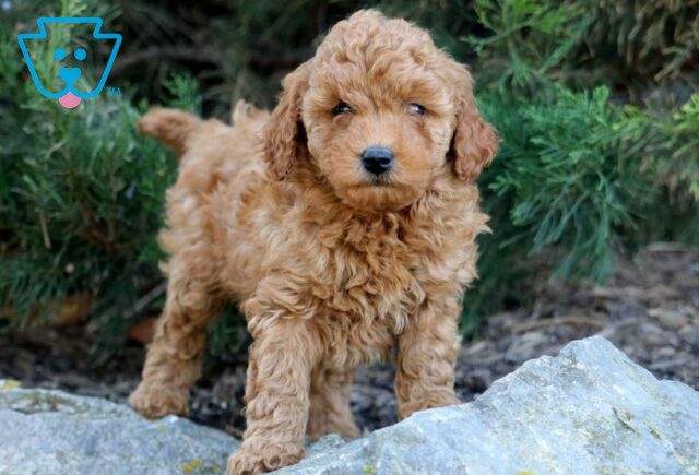 Jada Toy Goldendoodle2 image