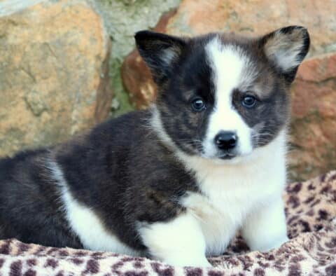 Jake Corgi2