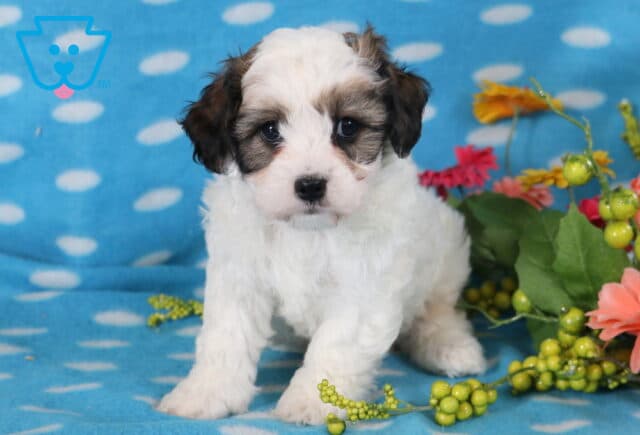 Jakey Cavachon image