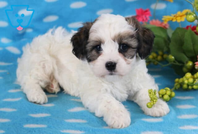 Jakey Cavachon2 image