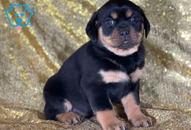Jane Mini Rottweiler image