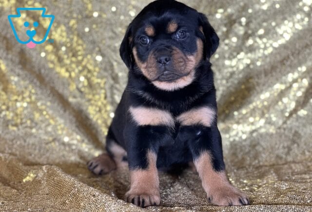 Jane Mini Rottweiler2 image