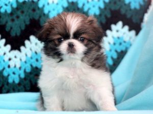 Japanese Chin