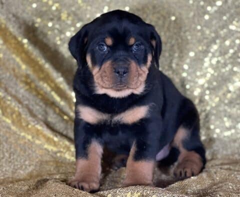 Jared Mini Rottweiler