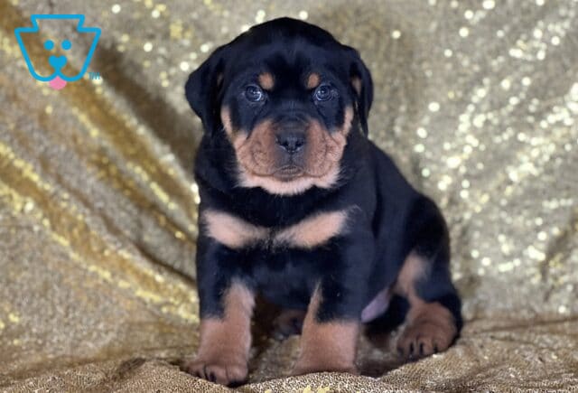 Jared Mini Rottweiler image