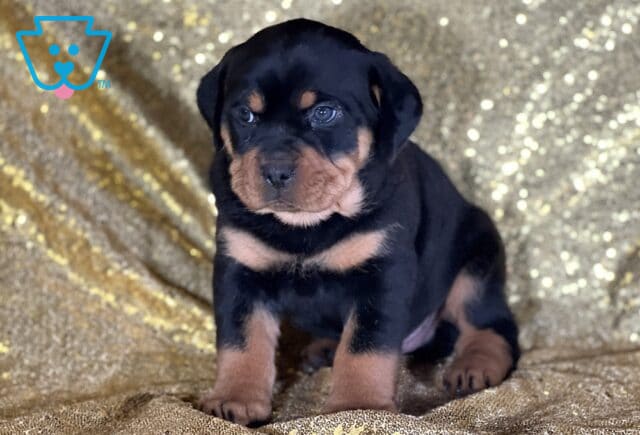 Jared Mini Rottweiler2 image