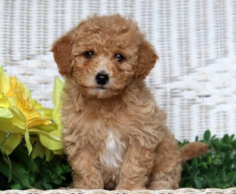 Jasmine Bichpoo