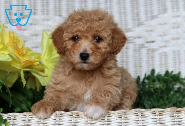 Jasmine Bichpoo2 image
