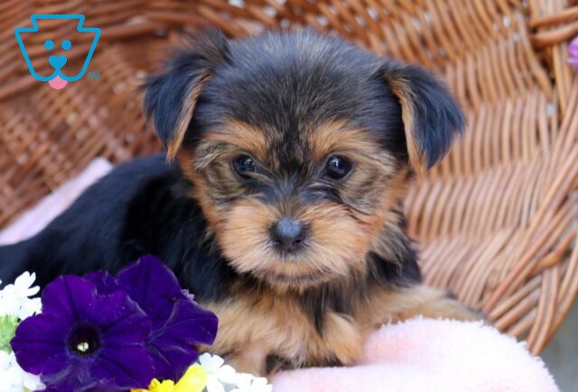 Jasmine Yorkie 1-001