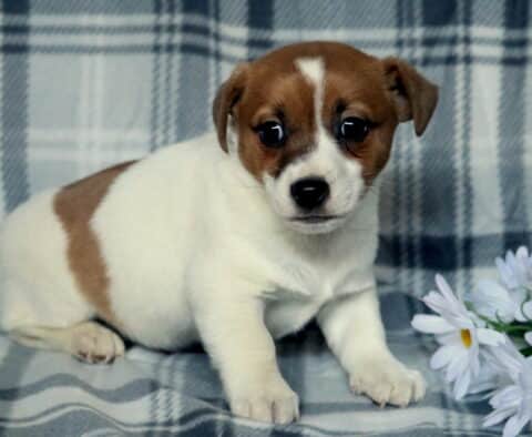 Jasper Jack Russell