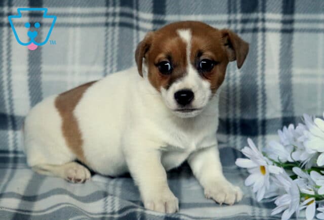 Jasper Jack Russell image