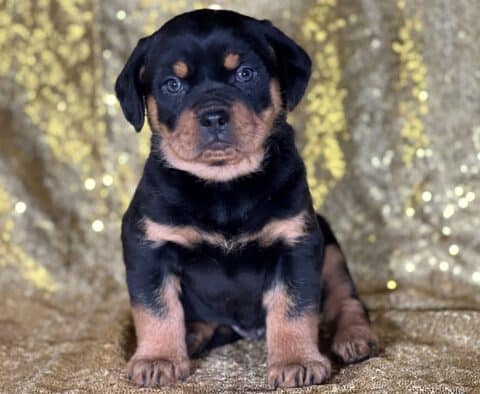 Jasper Mini Rottweiler