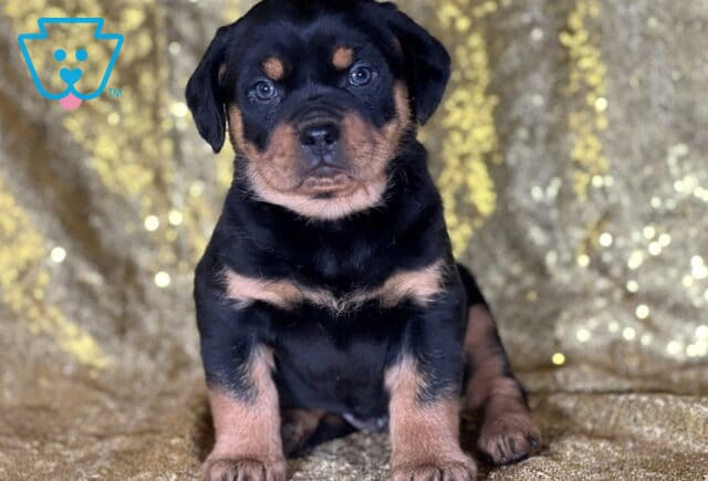 Jasper Mini Rottweiler image