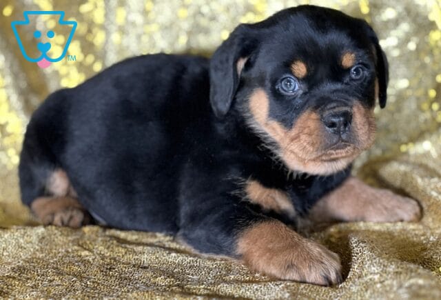 Jasper Mini Rottweiler2 image