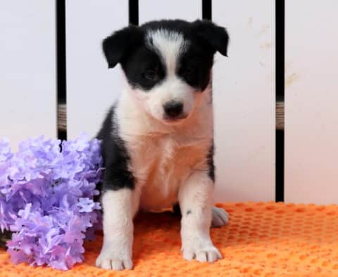 Jax Border Collie