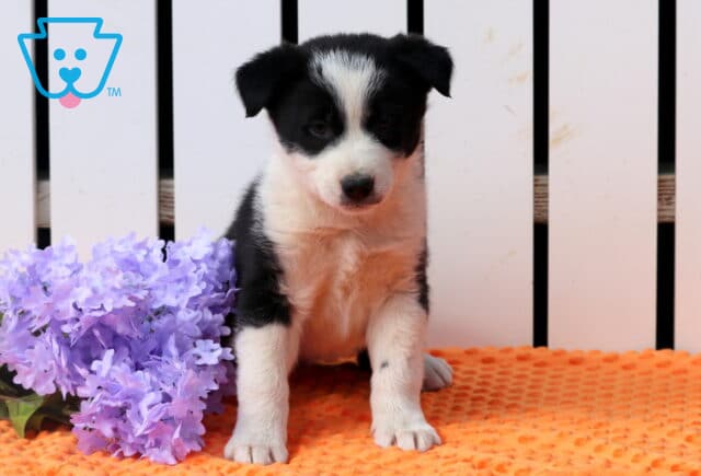 Jax Border Collie image