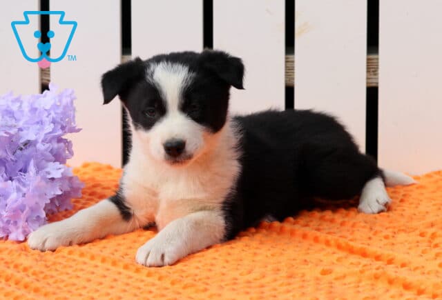 Jax Border Collie2 image