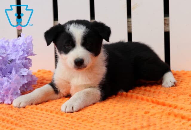 Jax Border Collie3 image