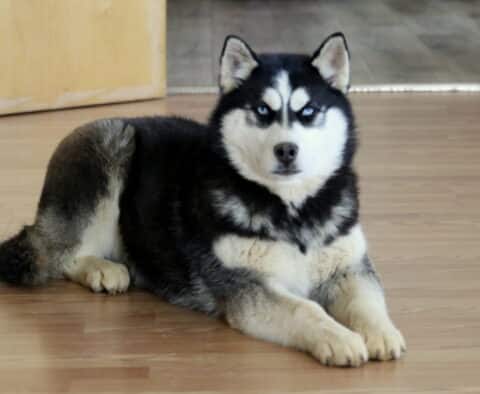 Jayla Husky2