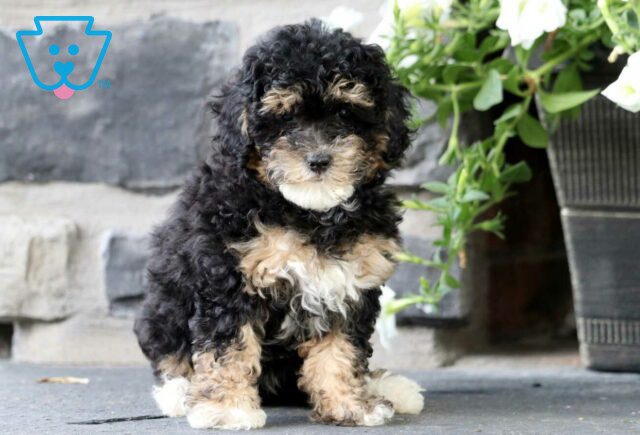 Jayla Mini Poodle