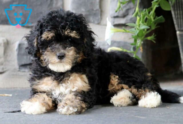 Jayla Mini Poodle2