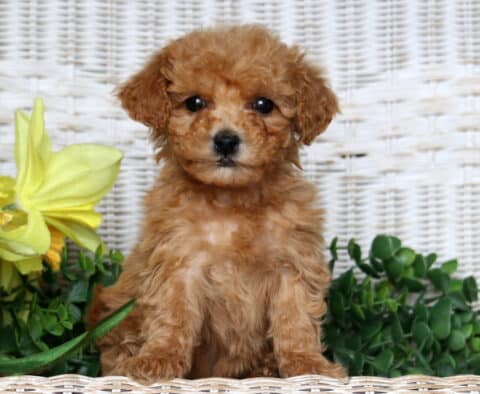 Jazz Bichpoo