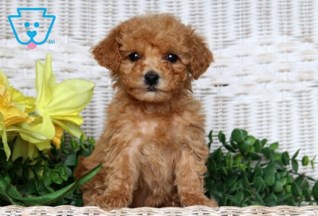 Jazz Bichpoo image