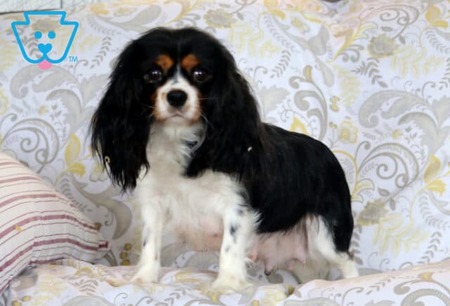 Jazzy Cavalier Levi Glick image