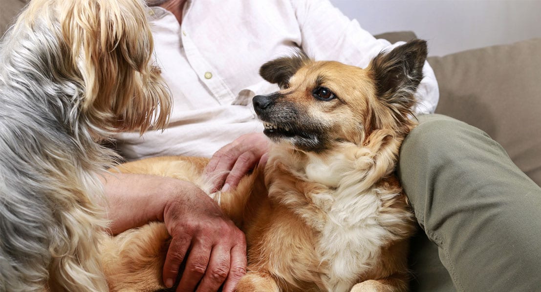 Dog aggressive towards new puppy