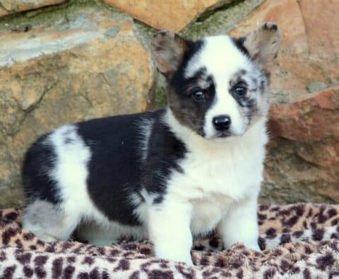 Jelly Corgi