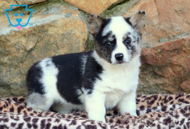 Jelly Corgi image