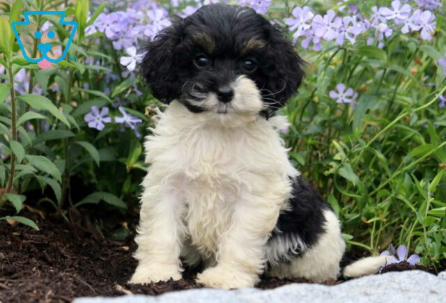 Jellybean Cockapoo