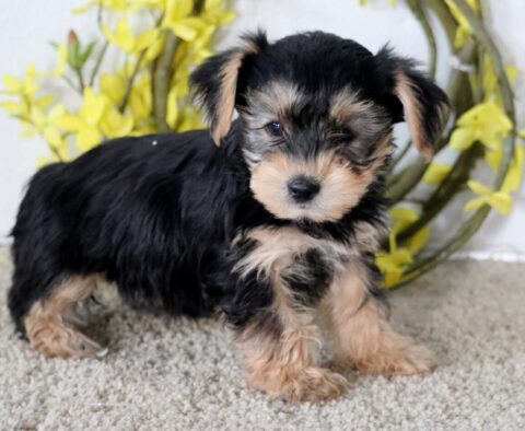 Jenna Yorkie2