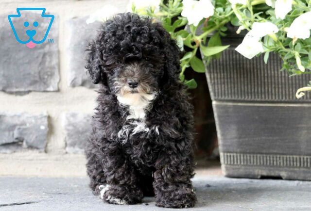 Jessa Mini Poodle