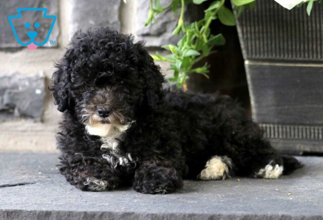 Jessa Mini Poodle2