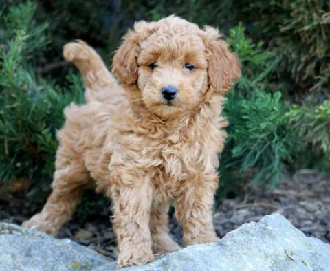 Jessa Toy Goldendoodle