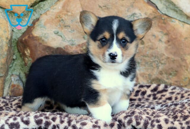 Jessie Corgi2 image