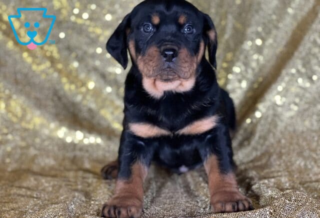Jet Rottweiler image