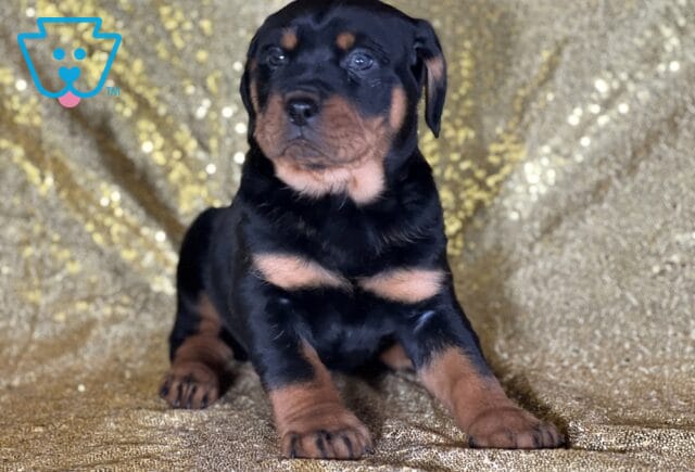 Jet Rottweiler2 image