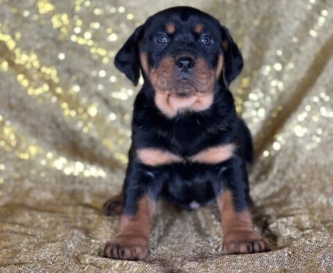 Jet Rottweiler3