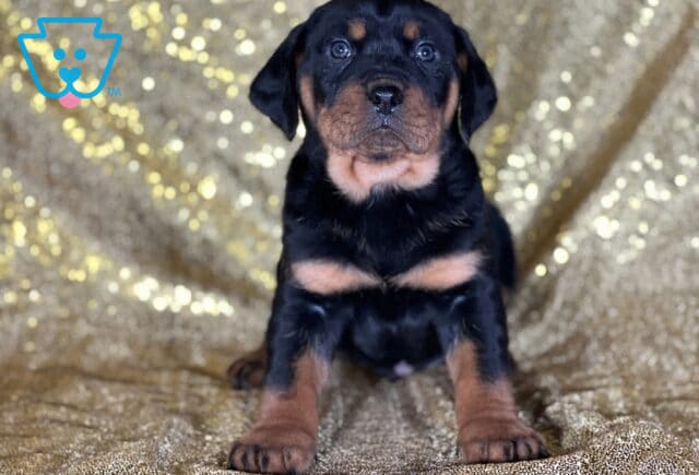 Jet Rottweiler3 image