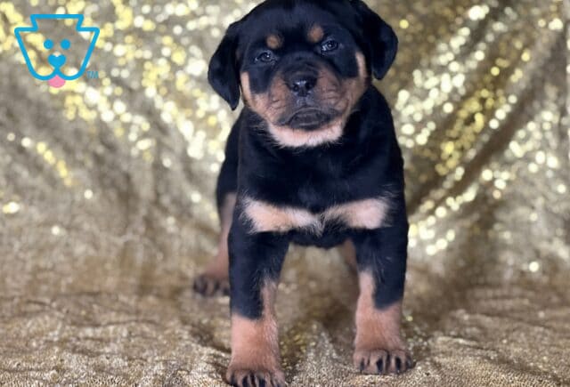 Jewel Mini Rottweiler image