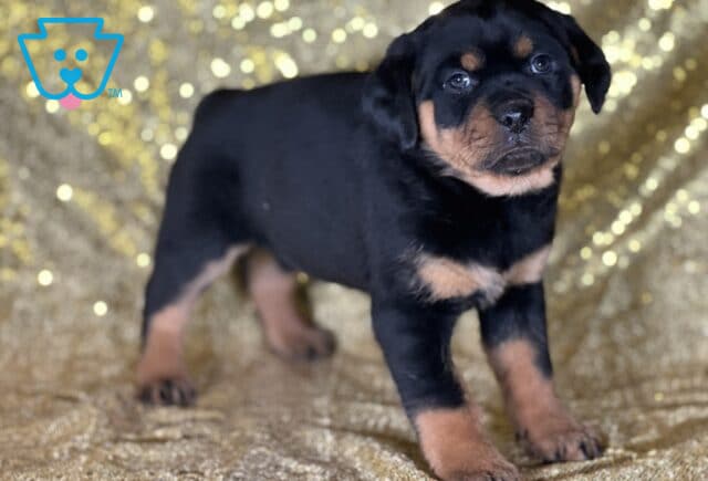 Jewel Mini Rottweiler2 image