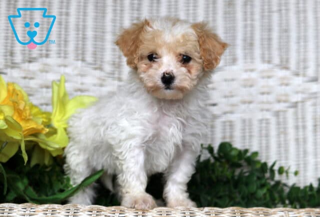 Jill Bichpoo image