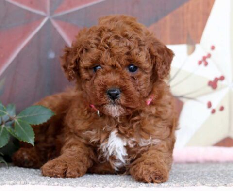 Jingle Mini Poodle2