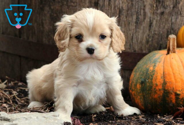 Jock Cocker Spaniel image