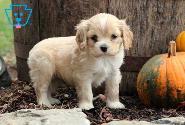 Jock Cocker Spaniel2 image