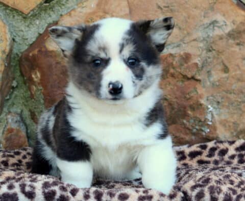 Joey Corgi