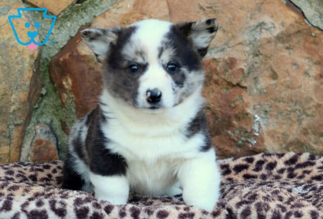 Joey Corgi image