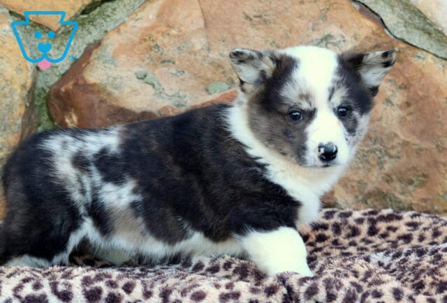 Joey Corgi2 image